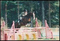 Dramiro Scottish Sporthorse Stallion